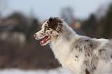 BORDER COLLIE 1191
